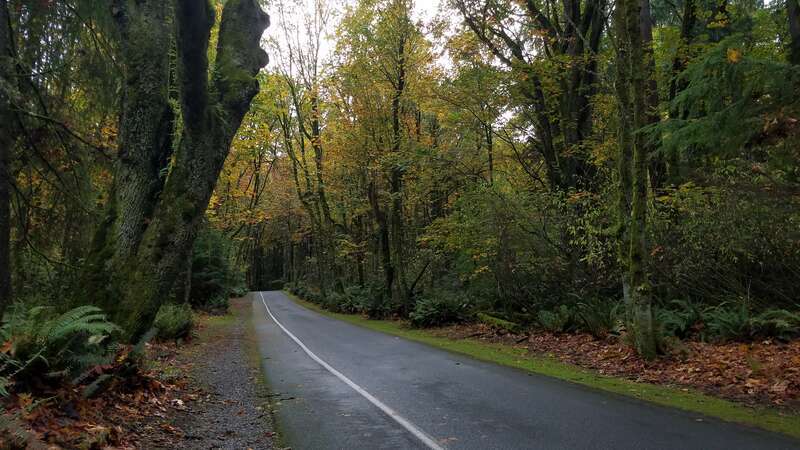 Part of the 5-mile-road cutting through Point Defiance.