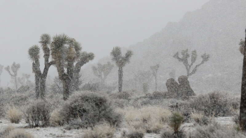 Joshua Tree National Park. California. USA.