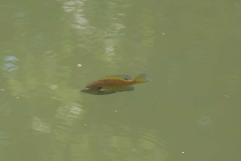 Trout fish in the Delaware and Raritan Canal
