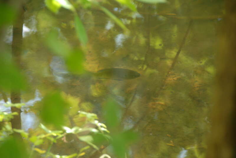 Trout fish in the Delaware and Raritan Canal