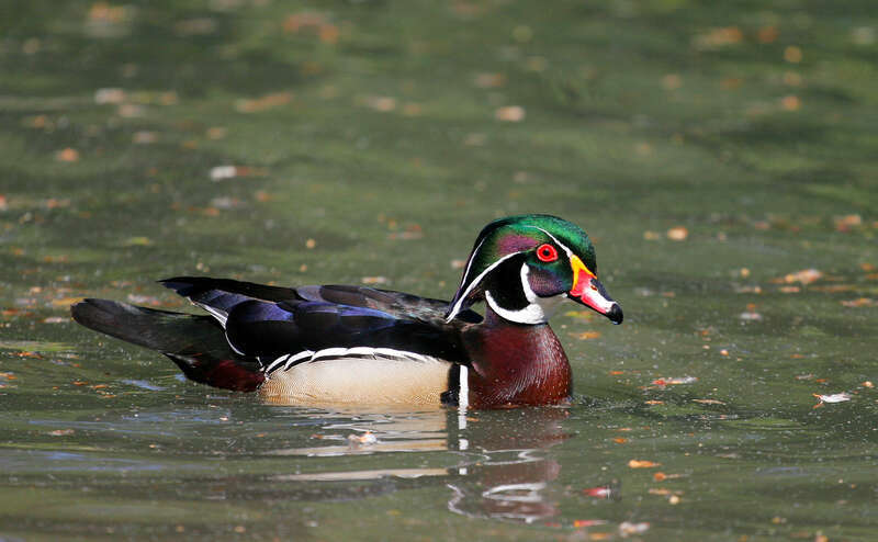 500px provided description: Wood Duck [#duck ,#bird ,#nature ,#animal ,#wildlife]