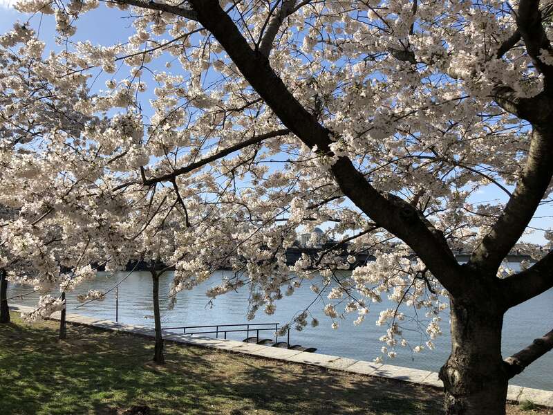 Yoshino Cherries blooming along the north shore of the Tidal Basin during the 2018 Cherry Blossom Festival in Washington, D.C.