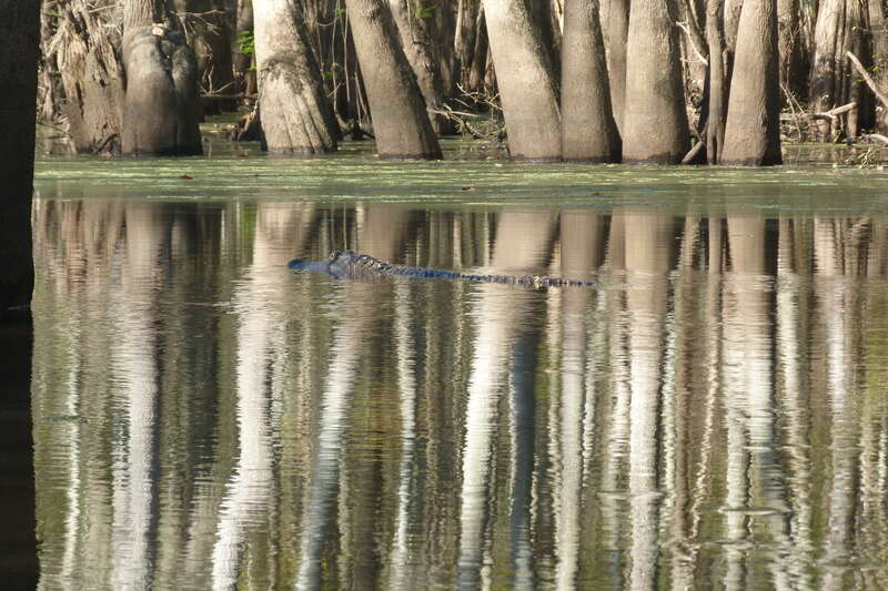 Alligator mississippiensis (Daudin, 1802), American alligator, Pearl River State Wildlife Management Area, Louisiana, 16 October 2011