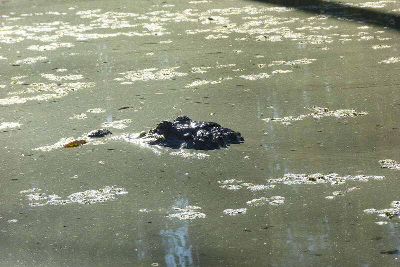 Alligator mississippiensis (Daudin, 1802), American alligator, Pearl River State Wildlife Management Area, Louisiana, 16 October 2011