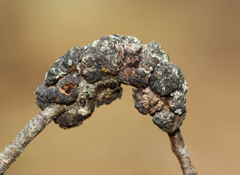 black knot (Apiosporina morbosa)
