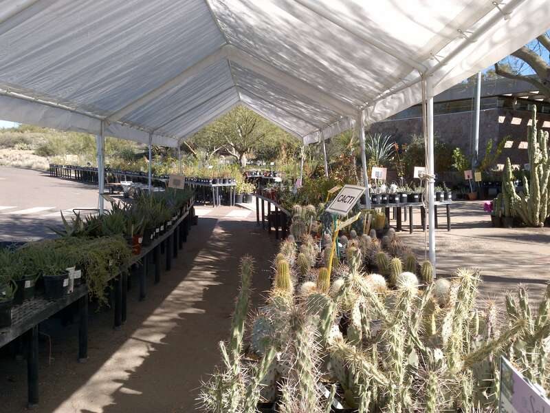 Boyce Thompson Arboretum, Superior, Arizona