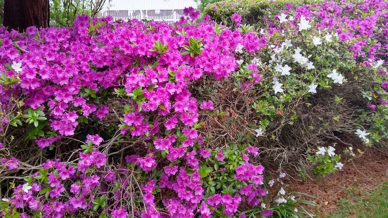 Hulda Klager Lilac Gardens