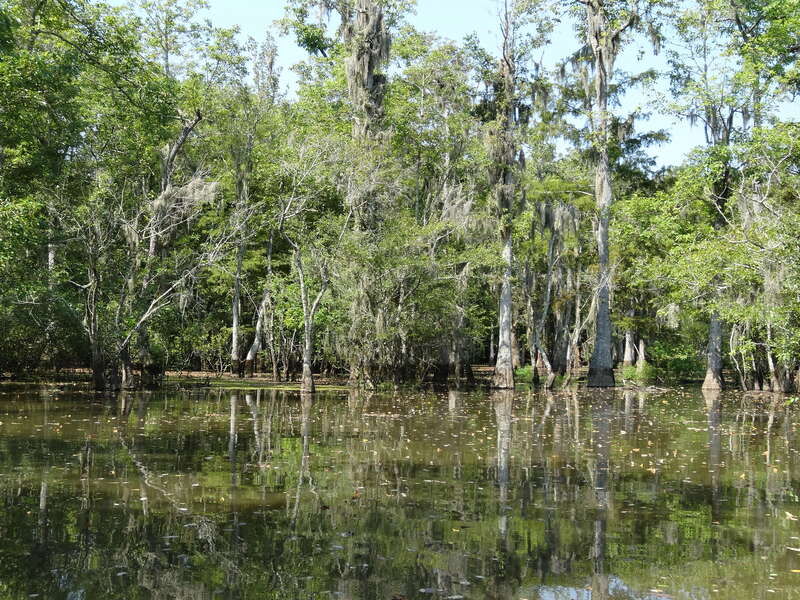 Louisiana Swamp
