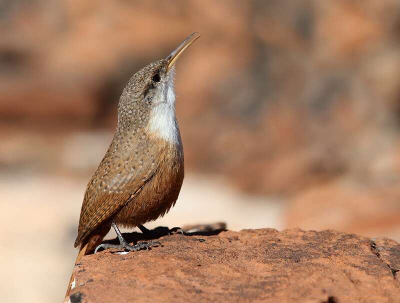 Canyon Wren Catherpes mexicanus at Red Hills Desert Garden, St. George, Utah.
From the My Public Lands Magazine, Spring 2015: A Birder's Paradise. Winters in Utah offer a chance to view and study our nonmigratory feathered friends.

Story by Yanavey