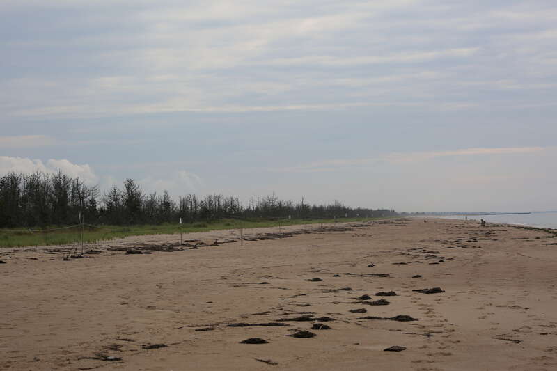 Symbolic fencing to protect threatened and endangered piping plovers. Photo by Ariel Kallenbach/USFWS