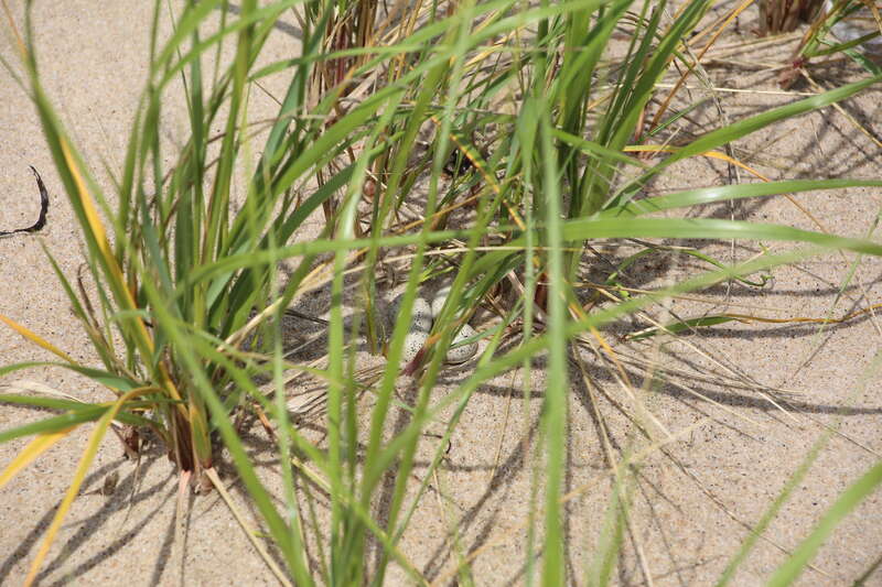 Photo by Ariel Kallenbach/USFWS