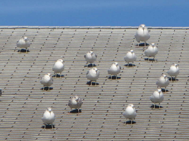 Seagulls hunkered down in the wind.