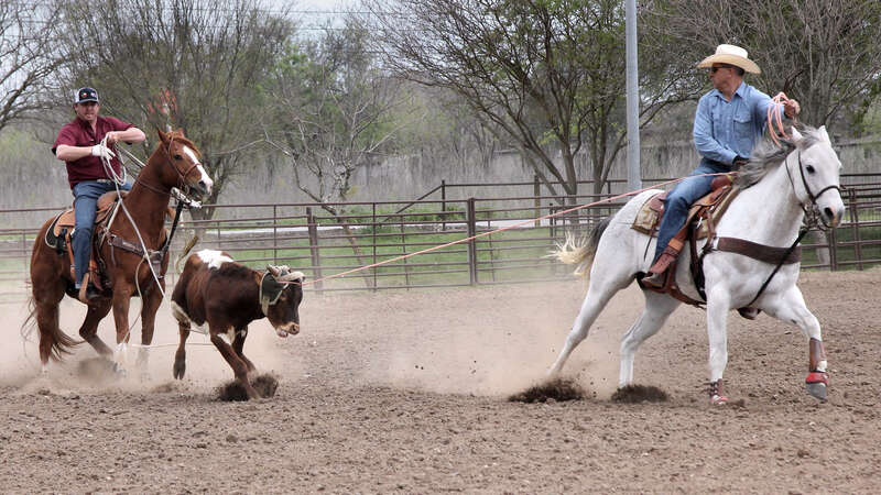 Jackpot team roping event in New Braunfels, Texas, United States. The header has sucessfully roped the horns and turned the steer to allow the heeler to rope the back feet.