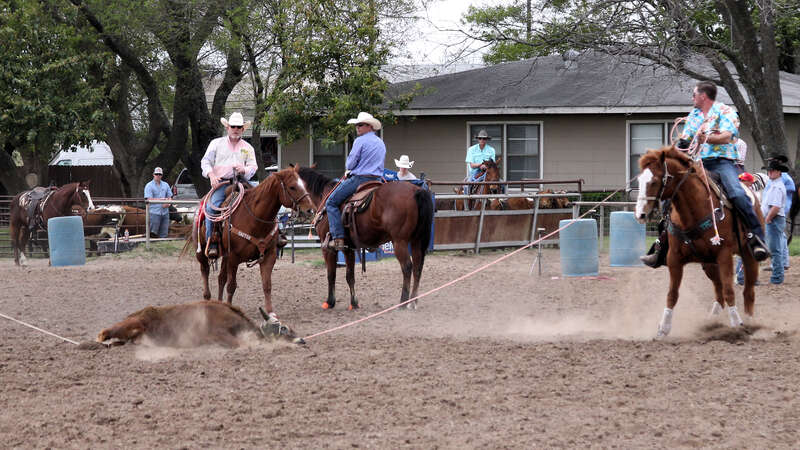 Jackpot team roping event in New Braunfels, Texas, United States. The steer was successfully laid down by the team.