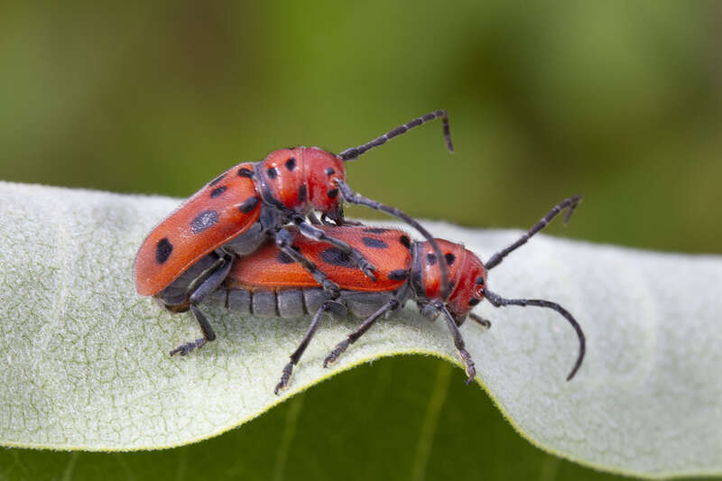 USA: Connecticut, Middlesex County, Middlefield