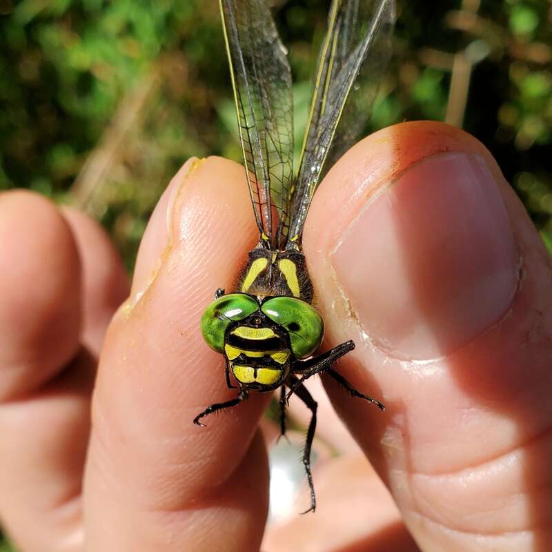 Tiger Spiketail (Cordulegaster erronea)