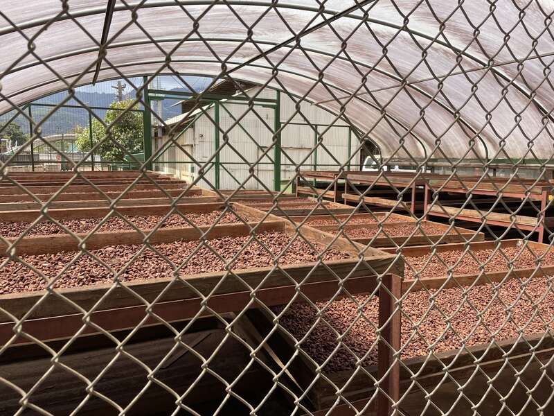 Drying cacao