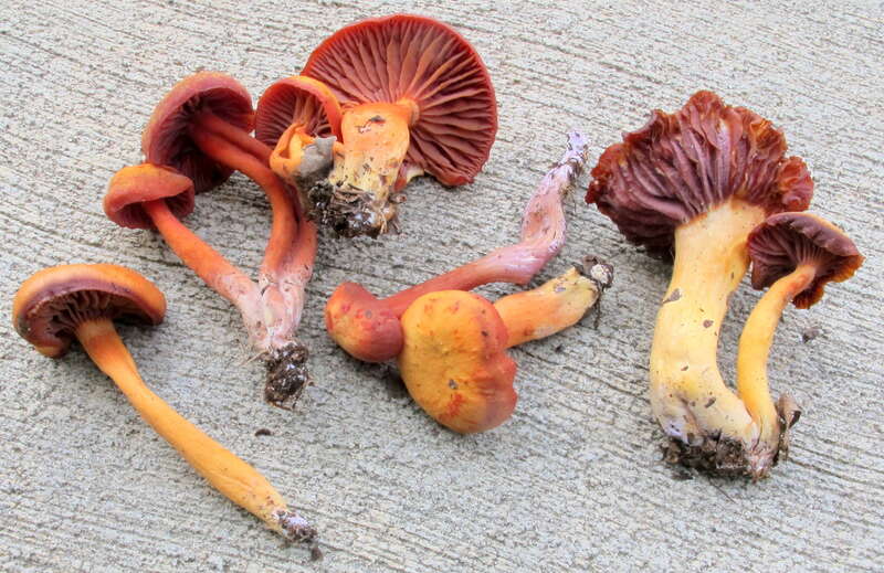 Hygrocybe purpureofolia