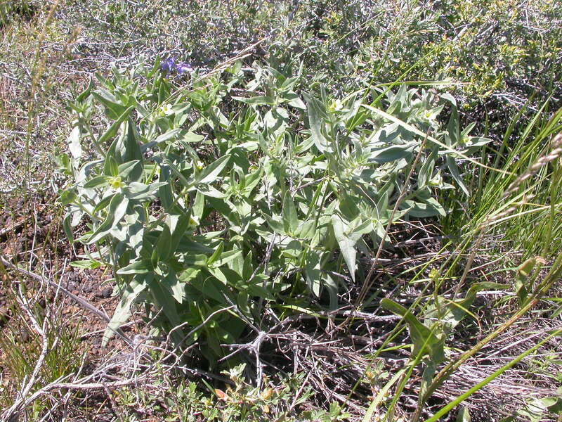 This perennial herb is perhaps a bit more common at upper elevations in the sagebrush steppe of this area.