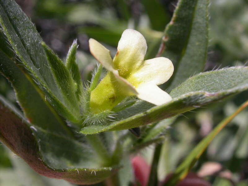 The corolla is pale yellow.