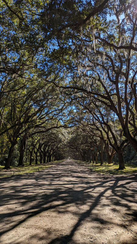 Oak Avenue (landscape) at Wormsloe Historic Site as it appeared in 2023