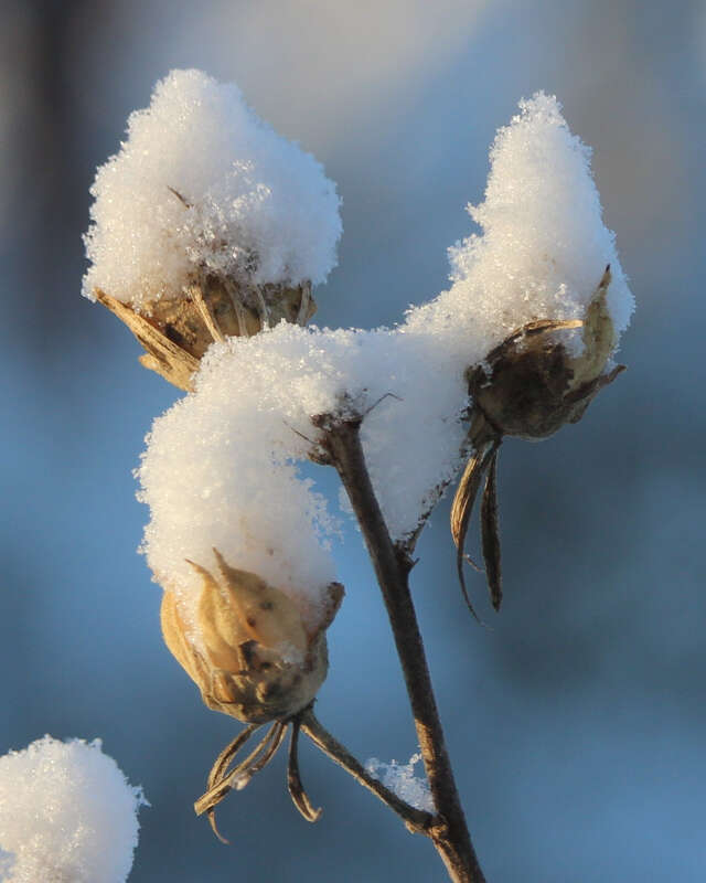 500px provided description: Woke up to 7 inches of new snow, but the sun came out.  Liked some of the sparkles the crystals are flashing. [#winter ,#sunlight ,#plant ,#branches ,#snow ,#snowflake ,#crystal ,#hibiscus ,#dried ,#Morning]