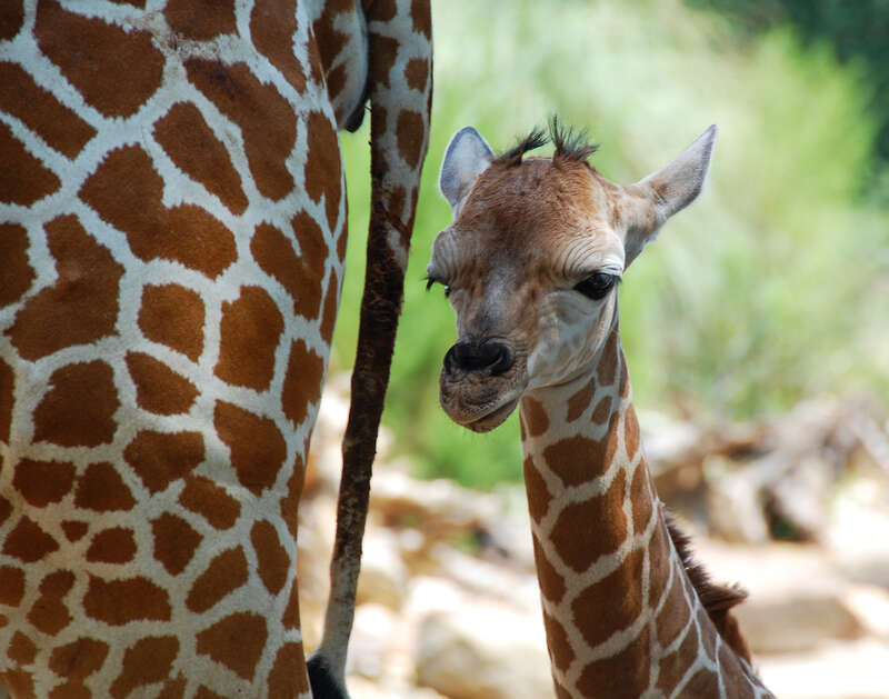 Baby giraffe (Giraffa camelopardalis), Willow, was born 5:30 AM July 28, 2010 at Birmingham Zoo, Alabama, USA. Sire was Morefu. Dam was Juno