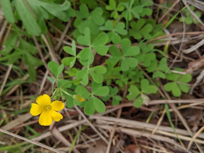 Oxalis dillenii