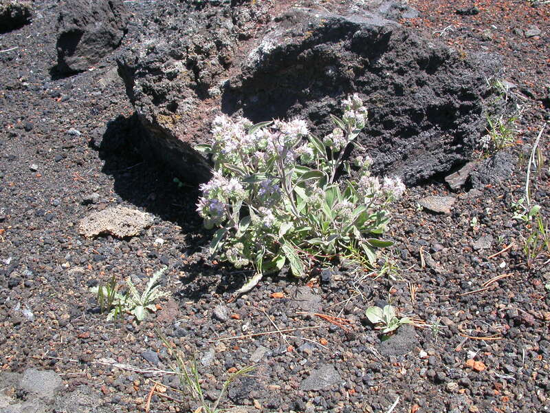 The most common Phacelia often in sandy or gravelly soils throughout this region of the Snake River plains and from low to high elevations.