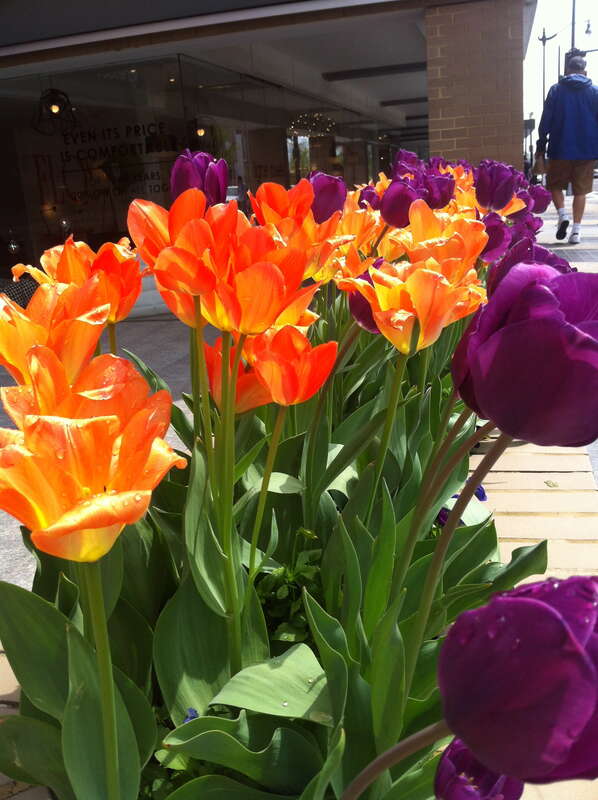 Red and orange tulips