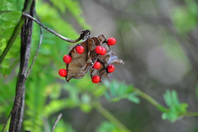 Weedon Island preserve