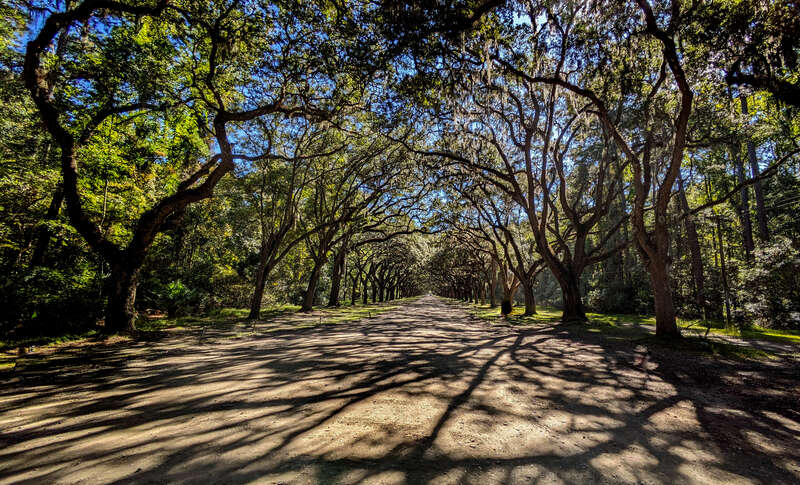 Shadowy tree lined view of live oak trees creating a stunning canopy entrance to Wormsloe Historic Site.