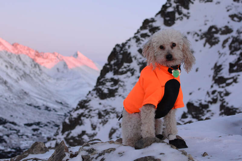 Yjorba the Adventure Poodle sitting about halfway up Flattop Mountain, in the Chugach Mountains of Alaska

winterbear.com