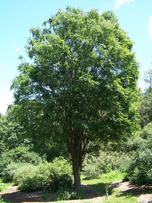 Zelkova serrata, commonly called "Japanese Zelkova". 53-year-old specimen at Morton Arboretum; acc. 10-54-1