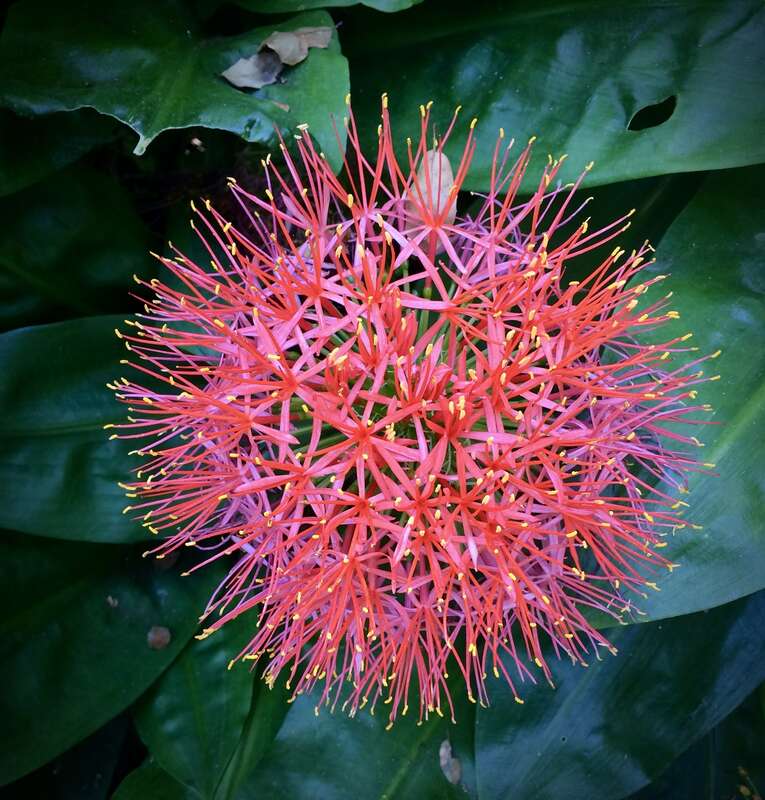 Scadoxus multiflorus var. katherinae, South Africa
Amaryllis family

&quot;Puffball&quot; is about 5&quot; diameter