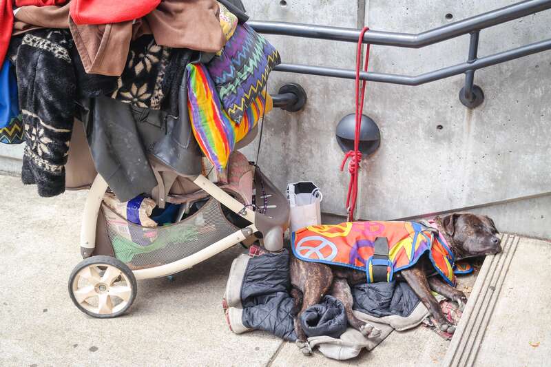 A sleeping dog at the Saturday Market in Eugene, Oregon