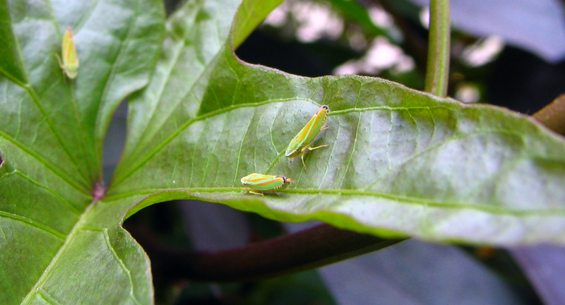 Three green and orange-red Graphocephala versuta hang out on a leaf in Charlotte, NC.