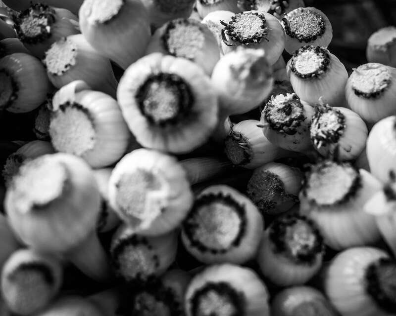Green onions at the Saturday Market in Eugene, Oregon