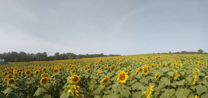 Grinter Sunflower Farm
