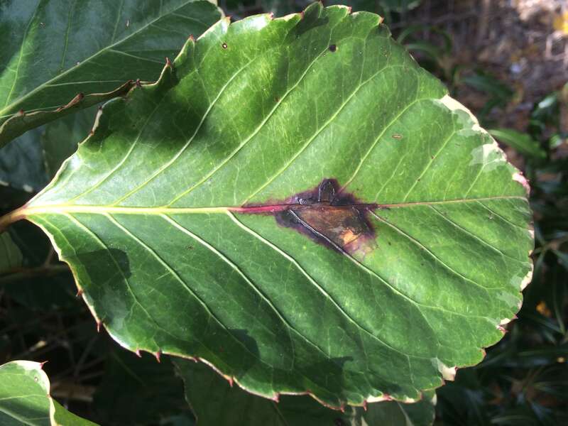 Host: Polyscias guilfoylei (Bull ex
Cogn. &amp;amp; E. March.) 
Pathogen: Xanthomonas campestris pv. hederae
Read: &amp;lt;a href=&quot;http://www.ctahr.hawaii.edu/oc/freepubs/pdf/PD-75.pdf&quot;