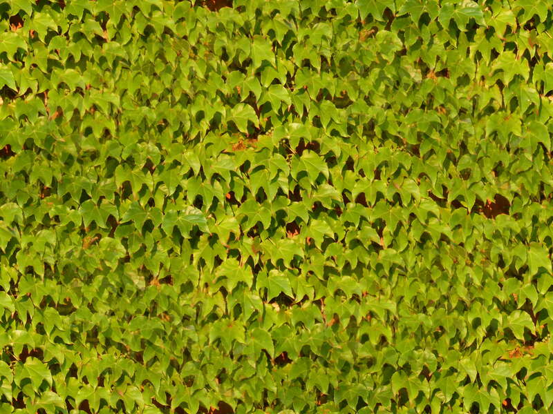 Wall of Parthenocissus tricuspidata leaves