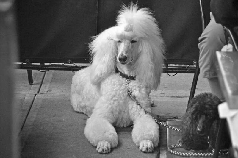Dogs at a restaurant in Chelsea