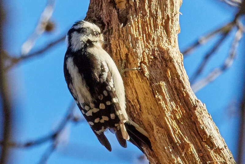 500px provided description: Visit my &amp;lt;a href="www.smart-art.org"&amp;gt;website&amp;lt;/a&amp;gt; for more creative work outside of photography. [#birds ,#winter ,#bird ,#nature ,#animal ,#wood ,#wildlife]