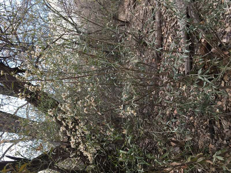 Seepwillow is the common baccharis species along the Rio Grande Bosque trail, Albuquerque, Bernalillo County, New Mexico.