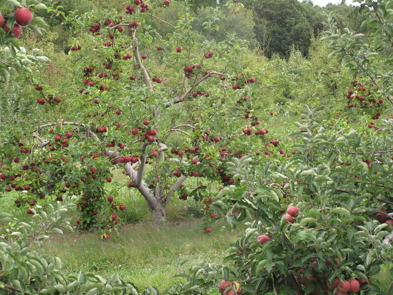 en:Bishop's Orchards