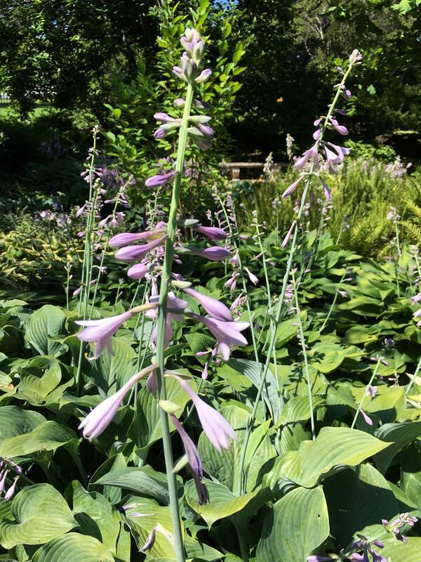 Stockbridge (Mass.). Jardín botánico.