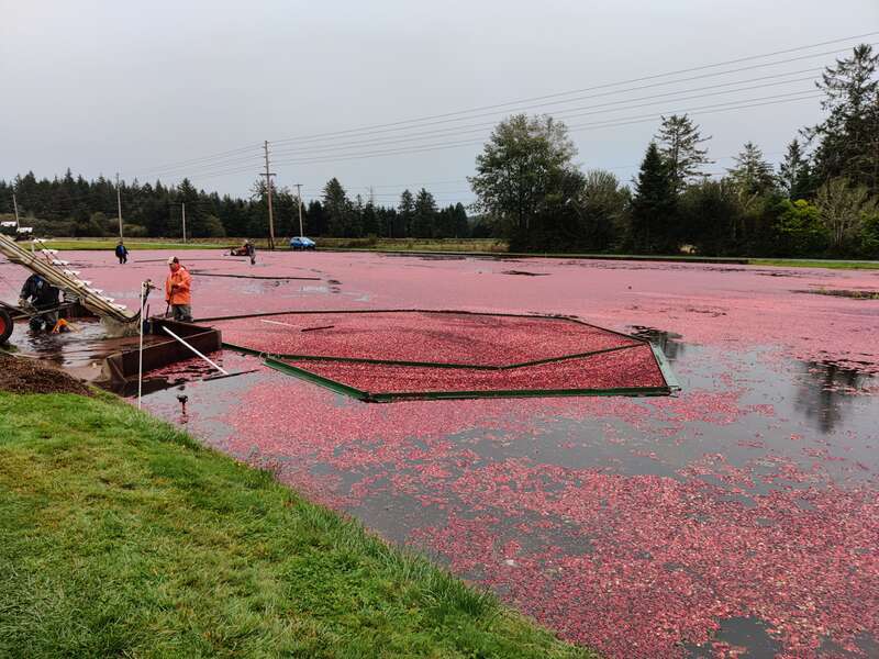 Cranberry Bog at the Cranberry Museum in Long Beach, Washington. Image taken on October 15