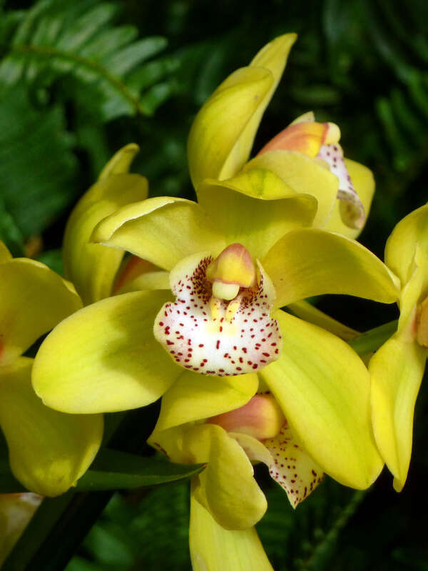 Cultivated, Missouri Botanical Garden Orchid Show, St. Louis, Missouri, USA