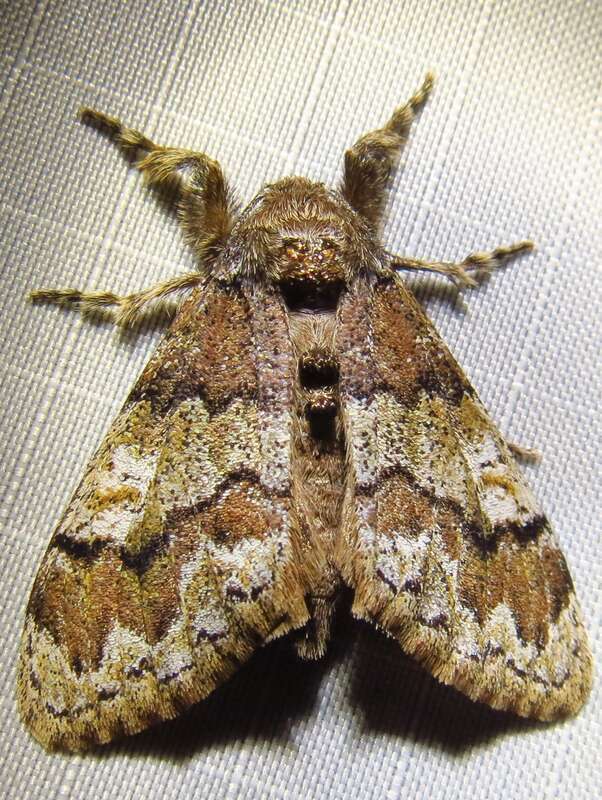 Manto Tussock Moth (Dasychira manto)