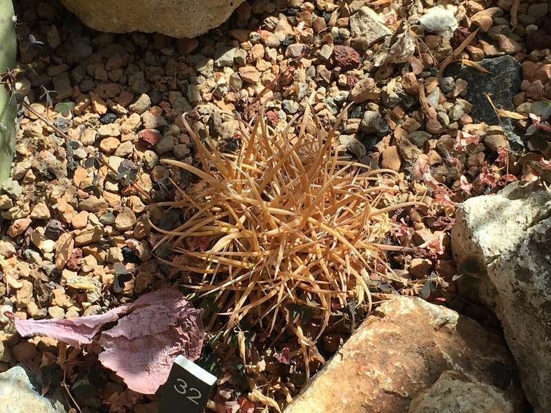 Ferocactus chrysacanthus. Taken at the Denver Botanic Gardens